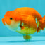 SUPER CUTE A Grade Red White LionQueen 4-4.5 inches #081426LC_16
