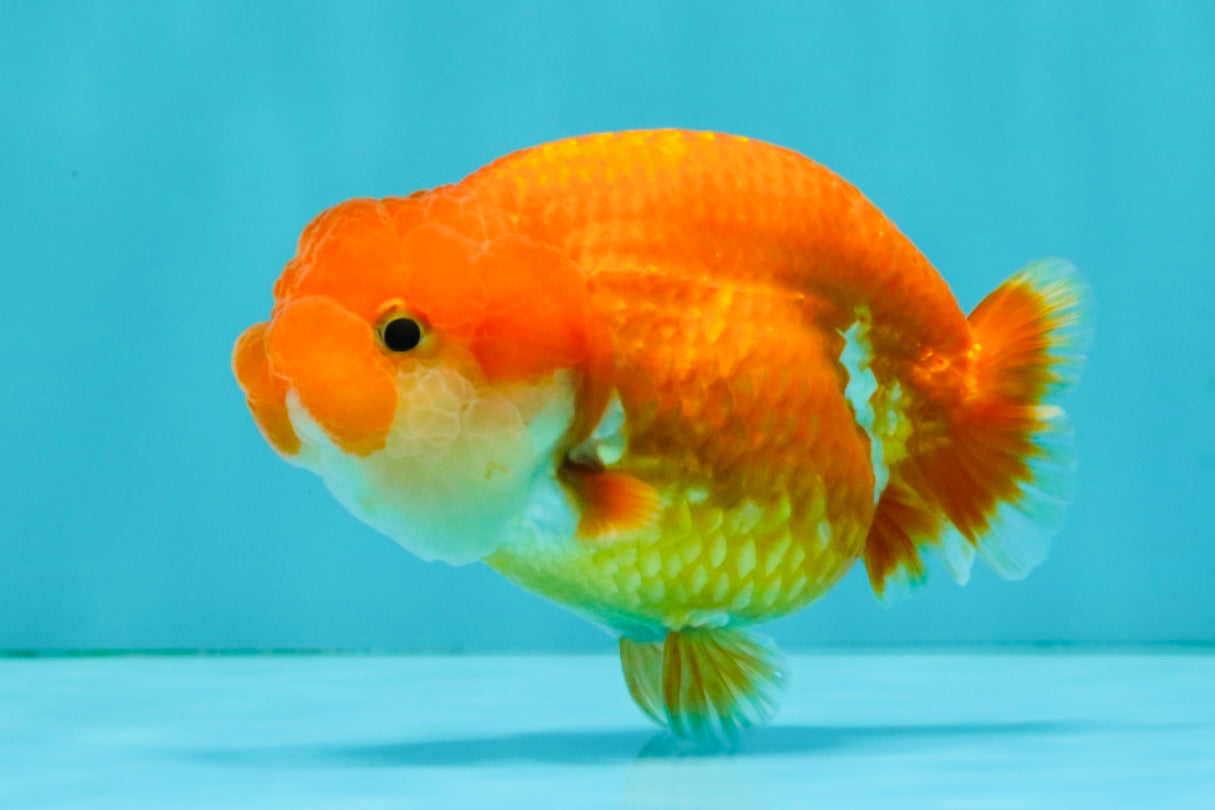 SUPER CUTE A Grade Red White LionQueen 4-4.5 inches #081426LC_16
