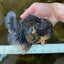 AAA Grade Young Godzilla Sakura Kirin Oranda Male 6 inches #081525OR_11