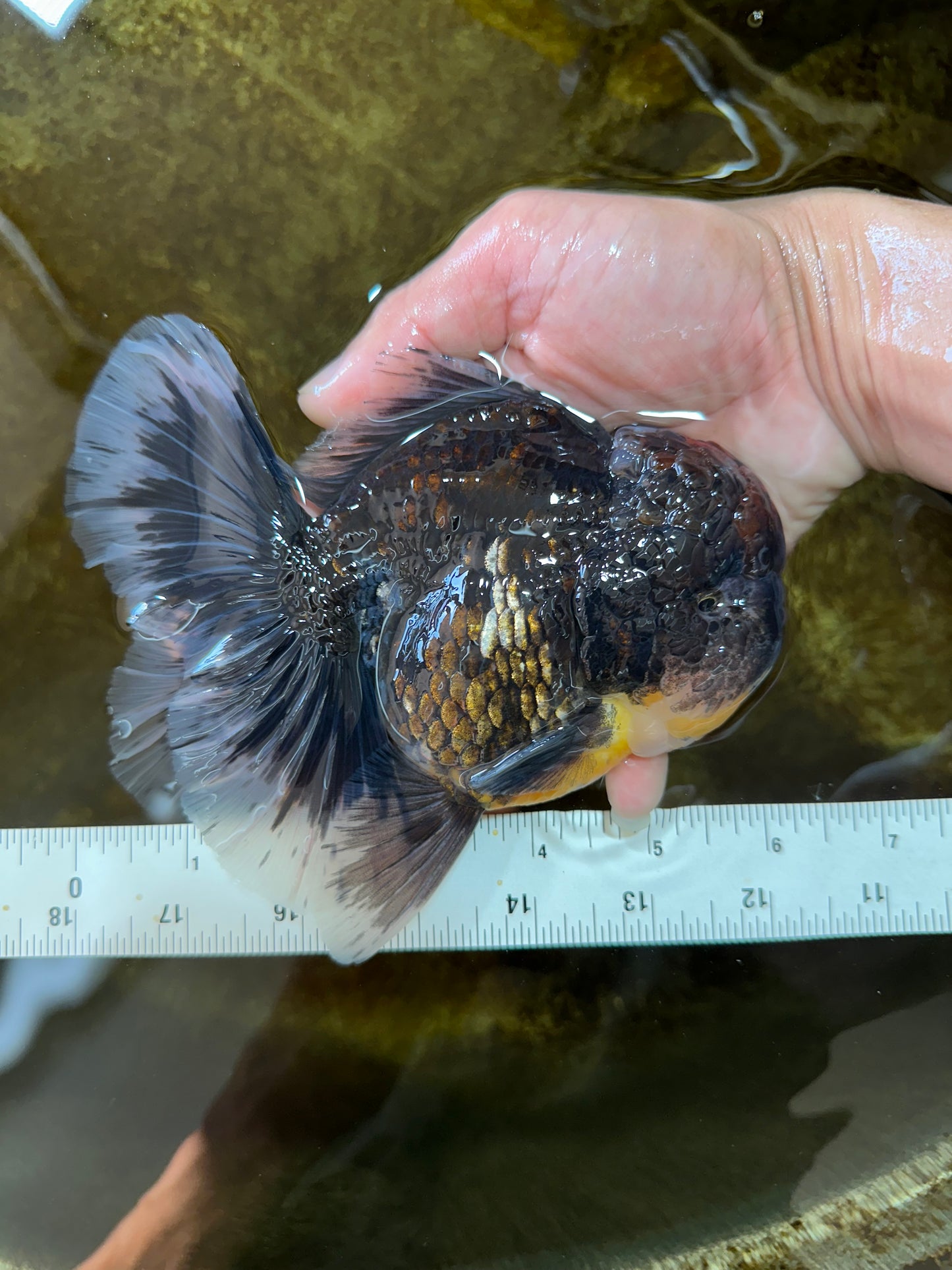 AAA Grade Young Godzilla Sakura Kirin Oranda Male 6 inches #081525OR_11