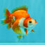 A Grade Red White Ryukin Female 3.5-4 inches #041726RK_02