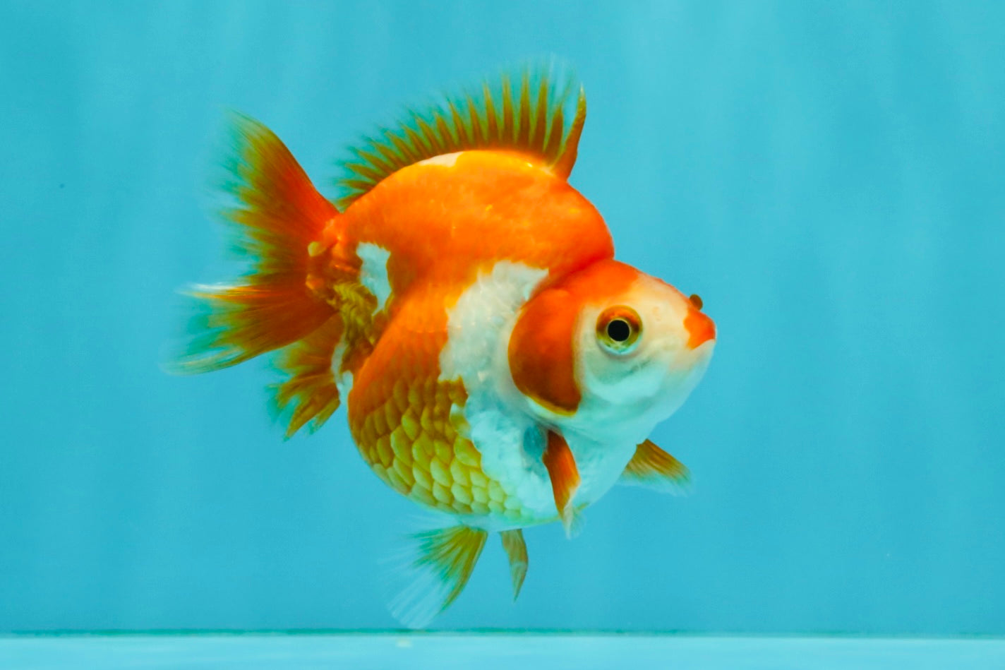 A Grade Red White Ryukin Female 3.5-4 inches #041726RK_02