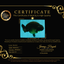 A Grade Black Ranchu Female 5.5 inches #072426RC_37