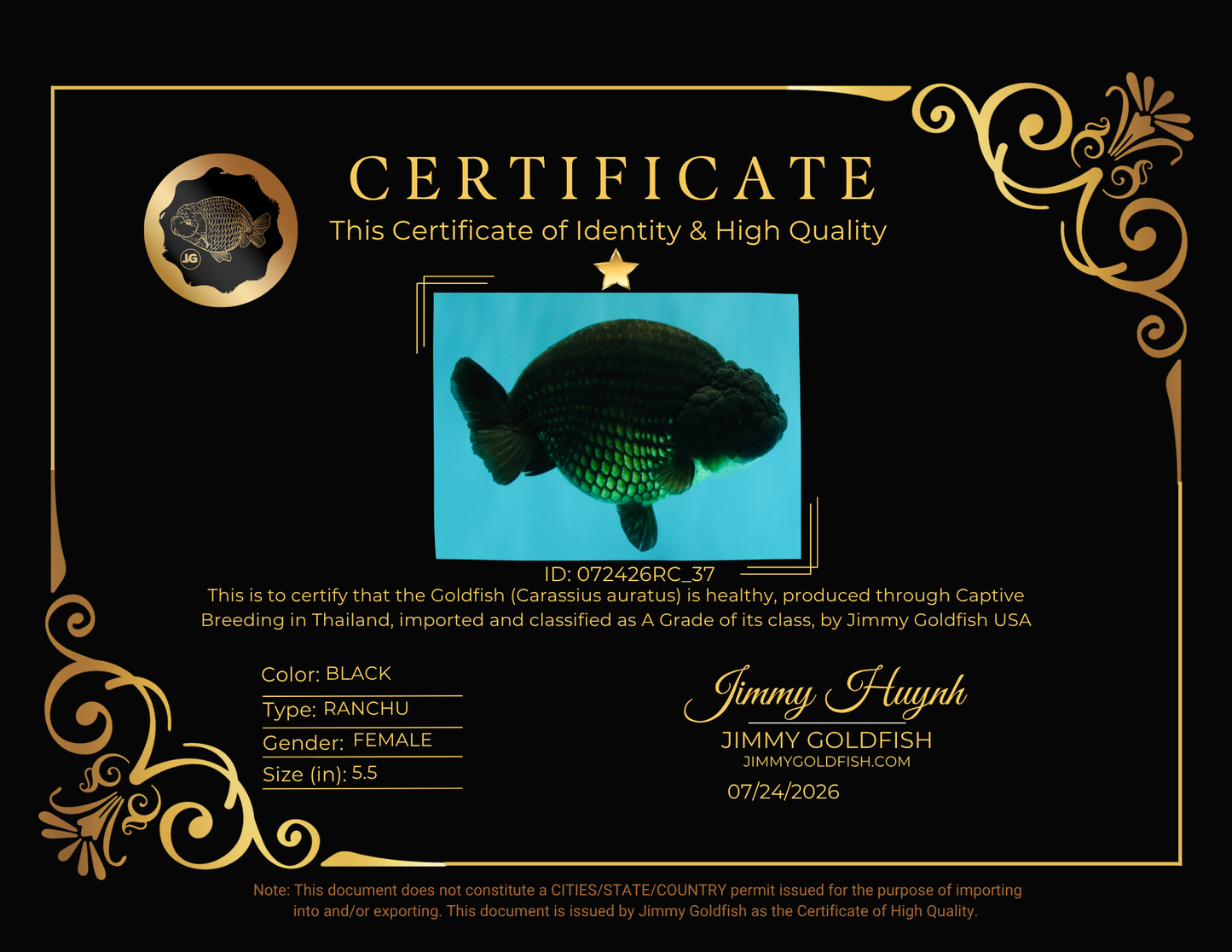 A Grade Black Ranchu Female 5.5 inches #072426RC_37