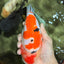 AAA Grade Super Special Sanke Kohaku Sakura Ranchu Female 6-6.5 inches #100226RC_25