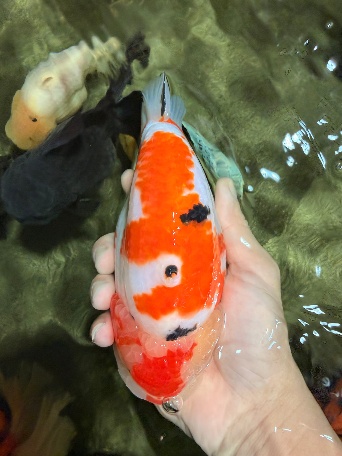 AAA Grade Super Special Sanke Kohaku Sakura Ranchu Female 6-6.5 inches #100226RC_25