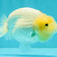 A Grade White LionQueen 4.5 inches #082126LC_22
