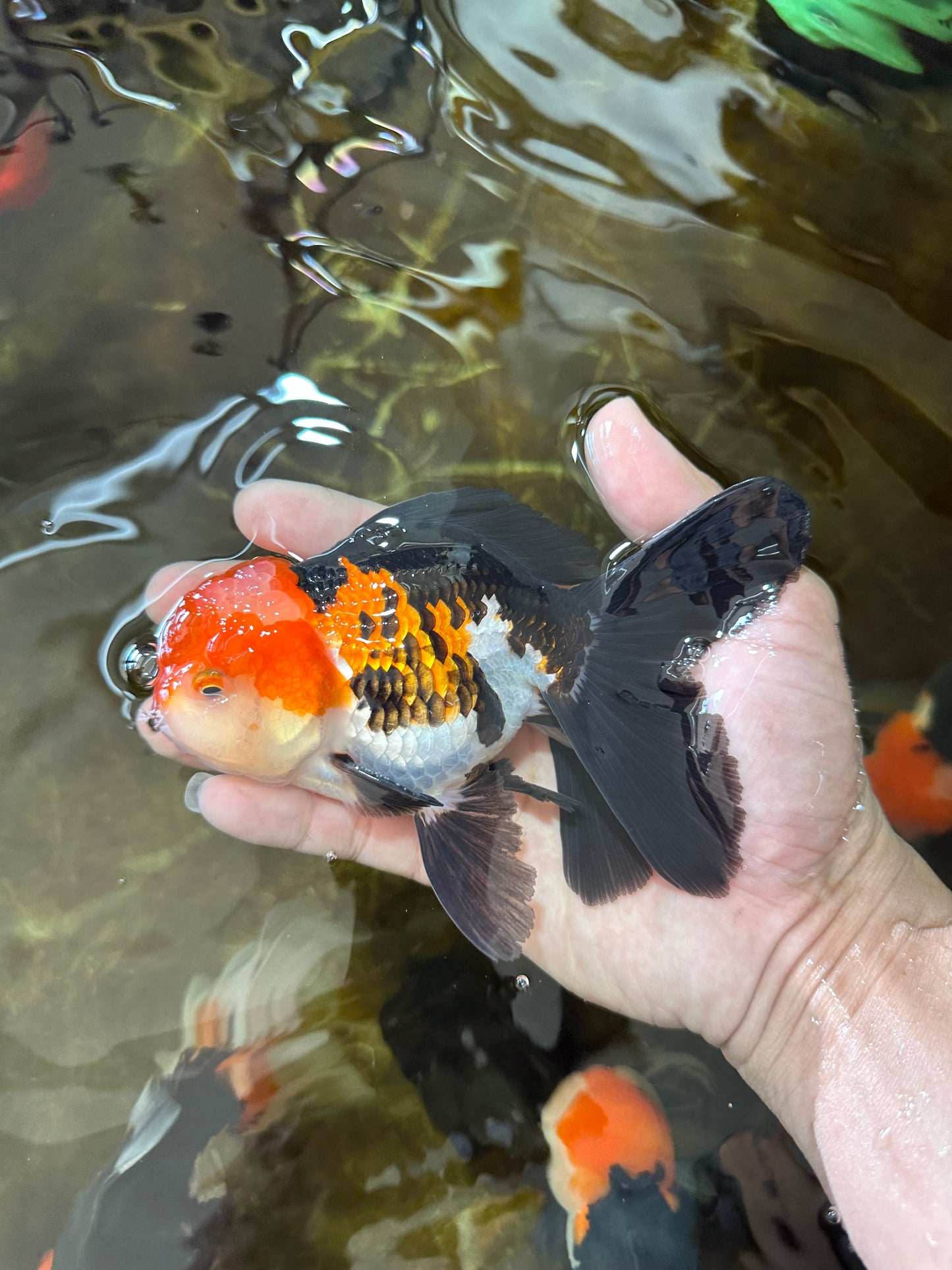 ADORABLE A Grade Tricolor Oranda Male 5-5.5 inches #082225OR_16