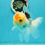 AAA Grade Lemonhead Tricolor Button Eyes Oranda Male 5 inches #111524OR_23