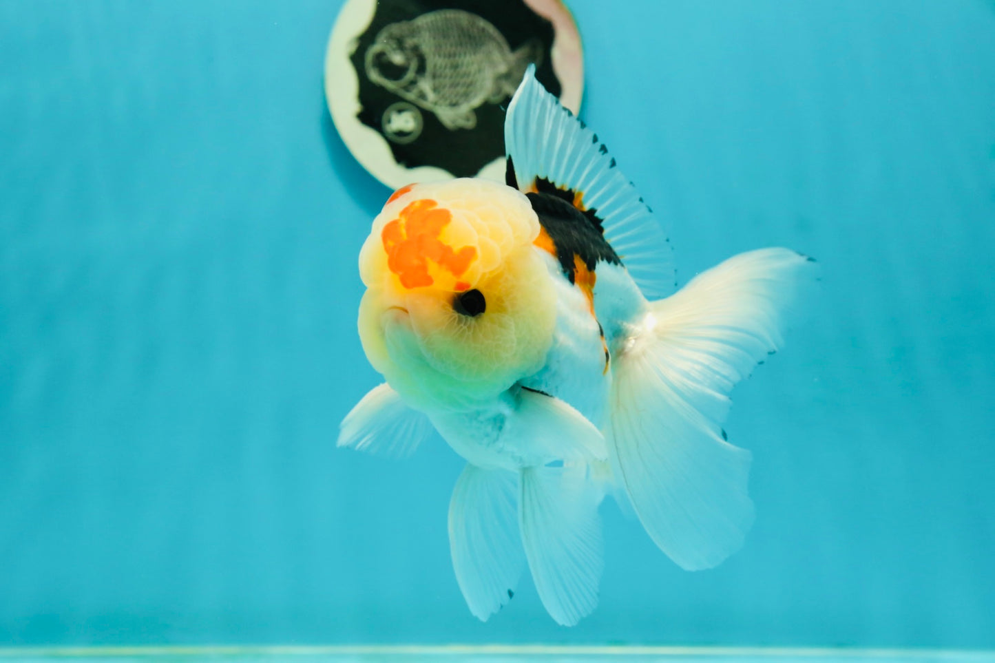 AAA Grade Lemonhead Tricolor Button Eyes Oranda Male 5 inches #111524OR_23