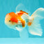 Red White Oranda Male 5 inches #101626OR_05