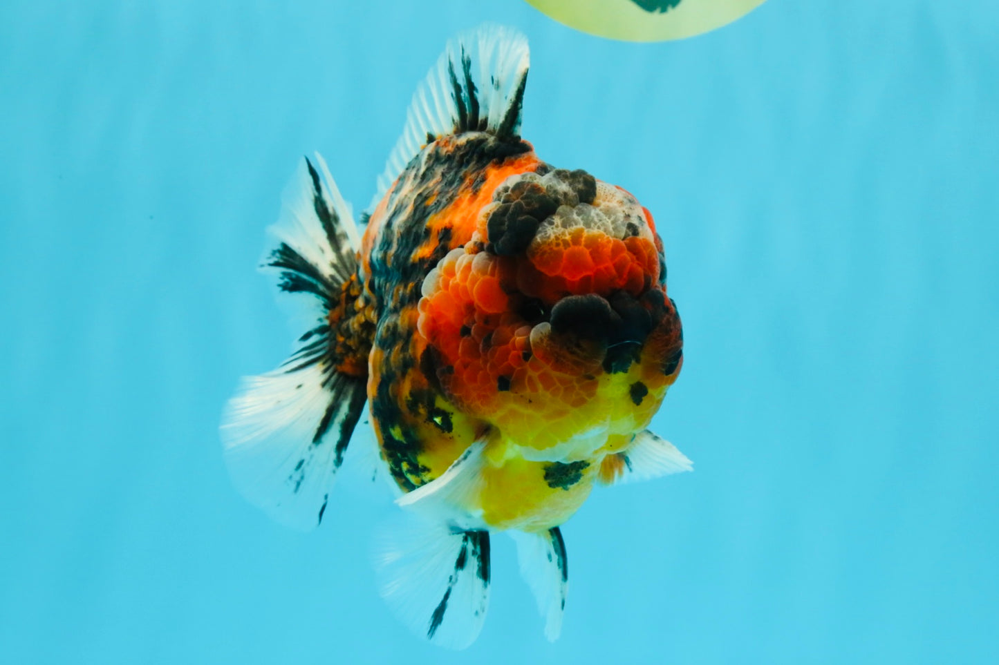 SUPER Special AAA Grade Godzilla Tiger Yuanbao Male 5 inches #022726YB_01