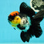 AAA Grade Monster Lava Head Tricolor Oranda Female 5.5 inches #110824OR_01