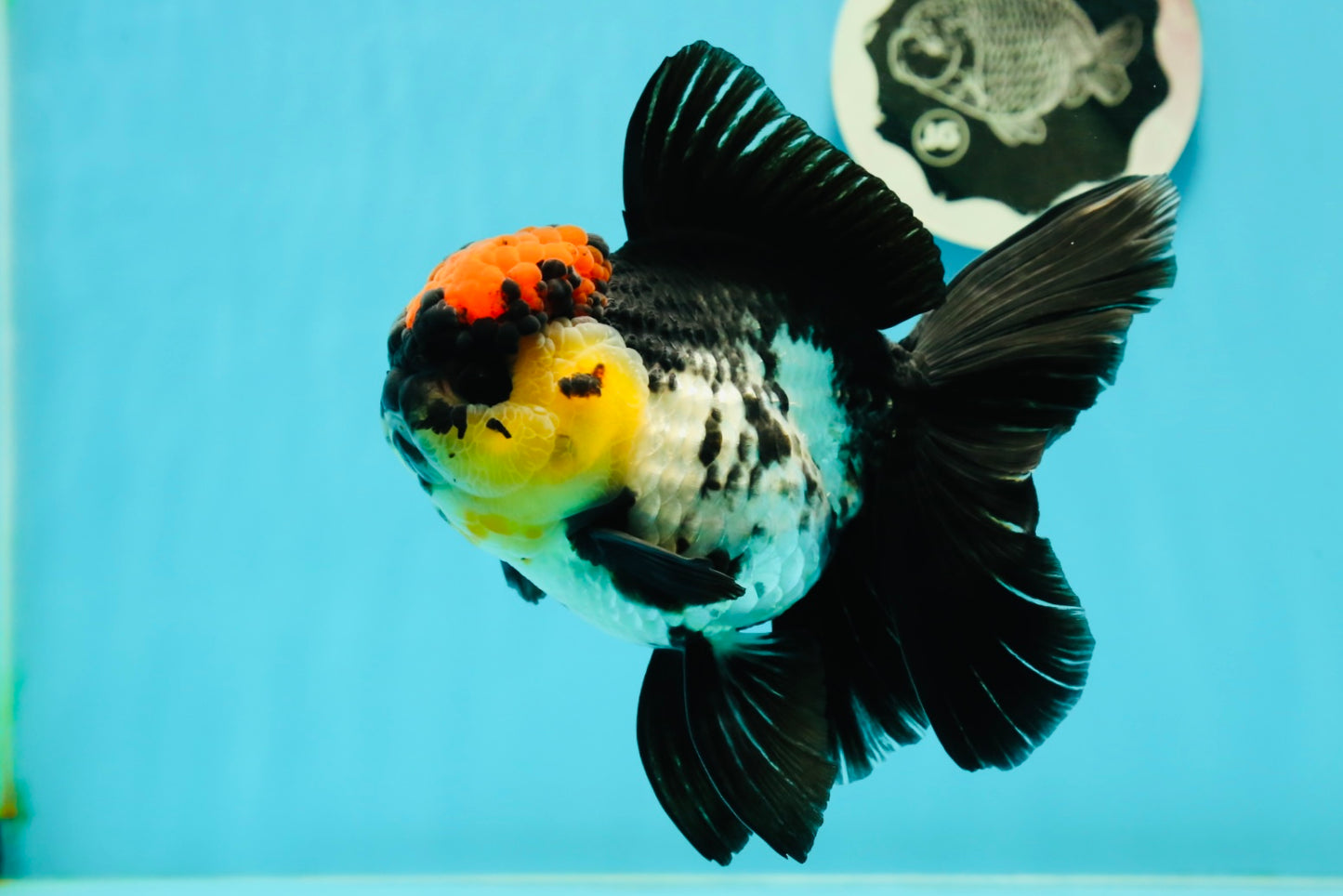 AAA Grade Monster Lava Head Tricolor Oranda Female 5.5 inches #110824OR_01