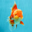 A Grade Godzilla Red White Oranda Male 7 inches #022726OR_12