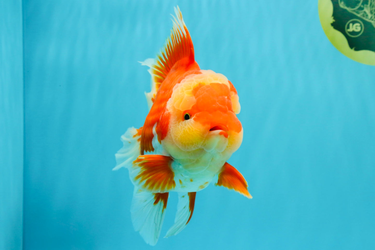 A Grade Godzilla Red White Oranda Male 7 inches #022726OR_12