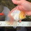 A Grade White Oranda Male 5-5.5 inches #102326OR_18