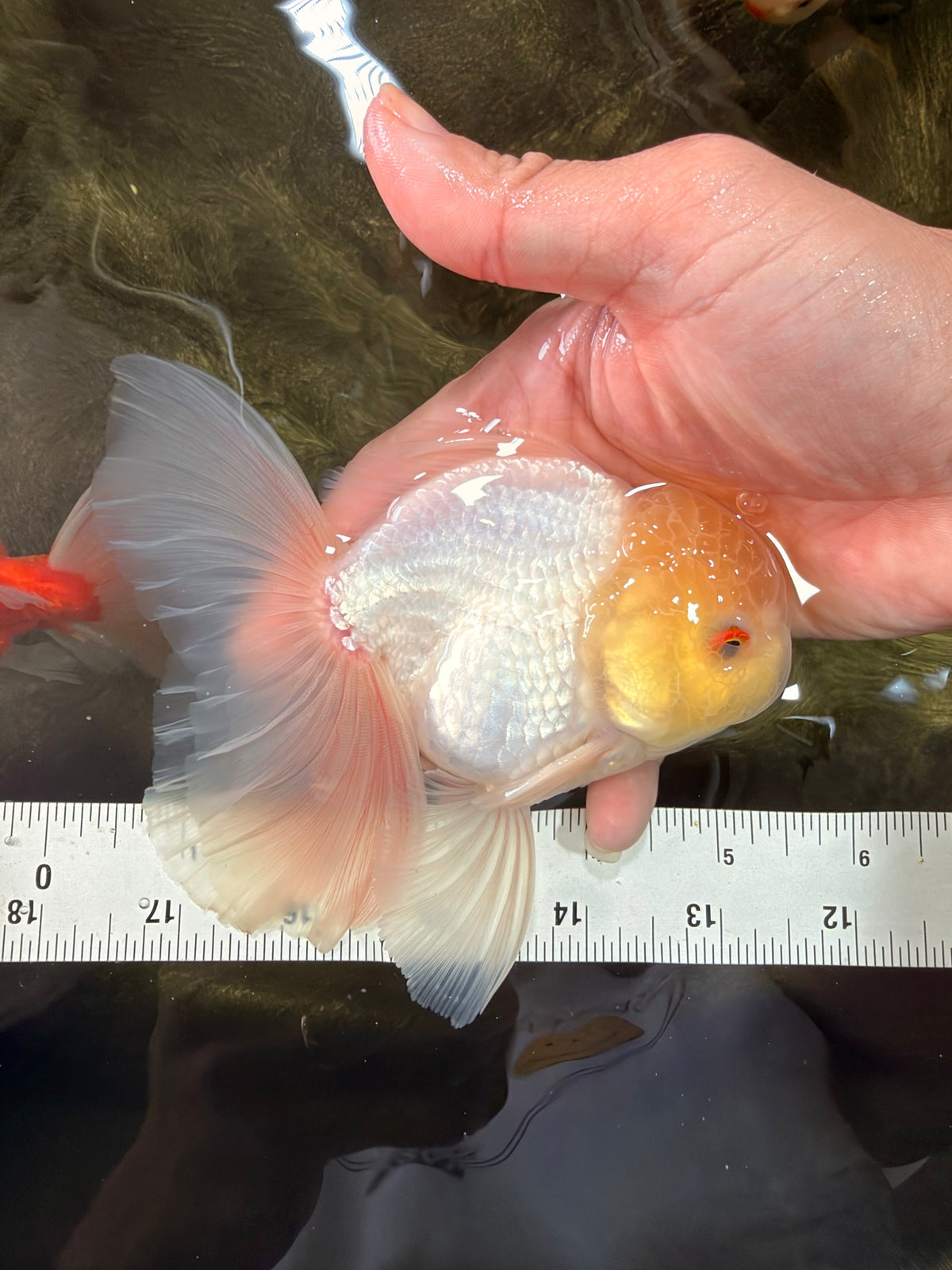 A Grade White Oranda Male 5-5.5 inches #102326OR_18
