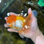 Orange White Oranda Female 5.5 inches #071125OR_07