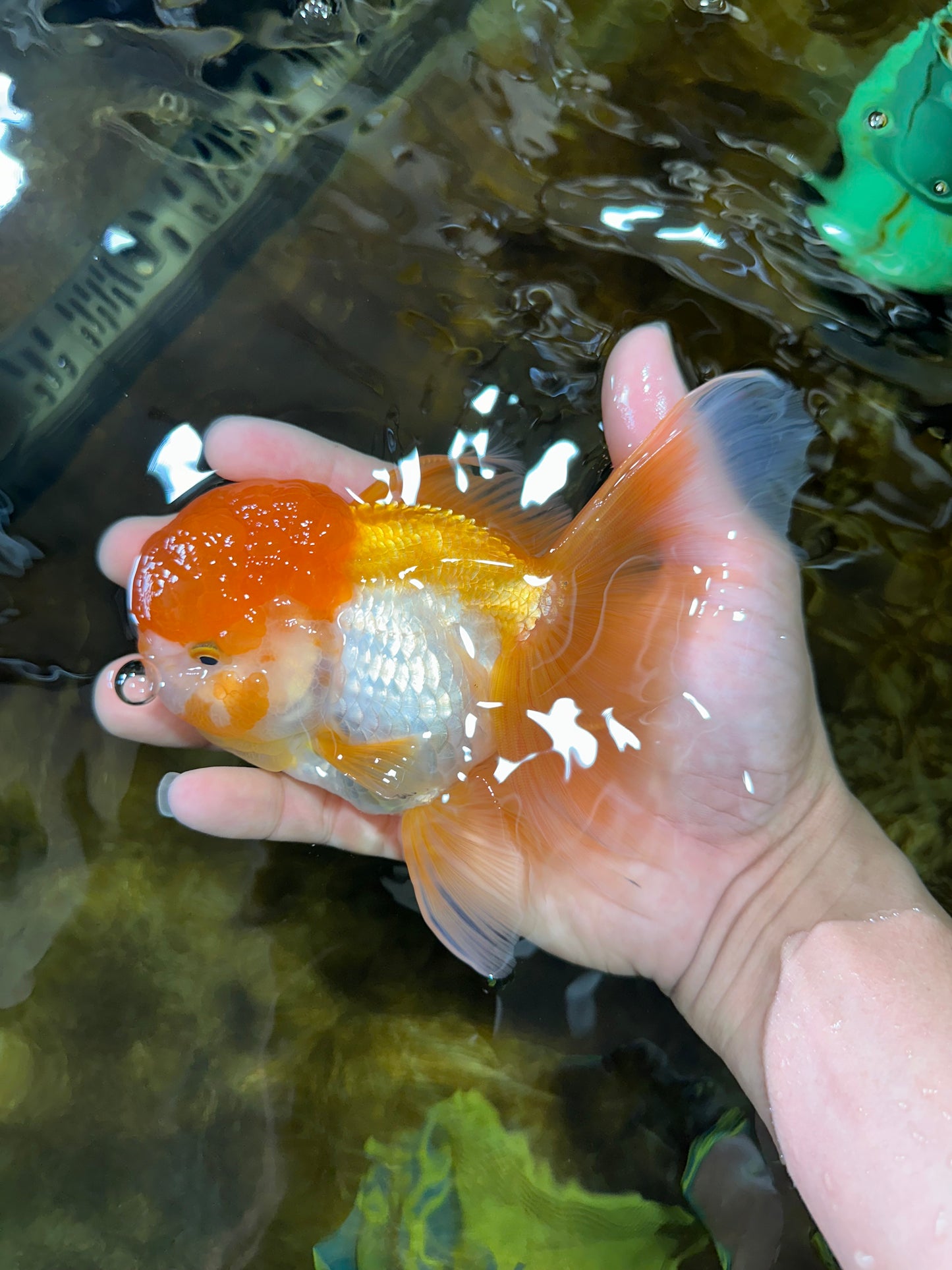 Orange White Oranda Female 5.5 inches #071125OR_07