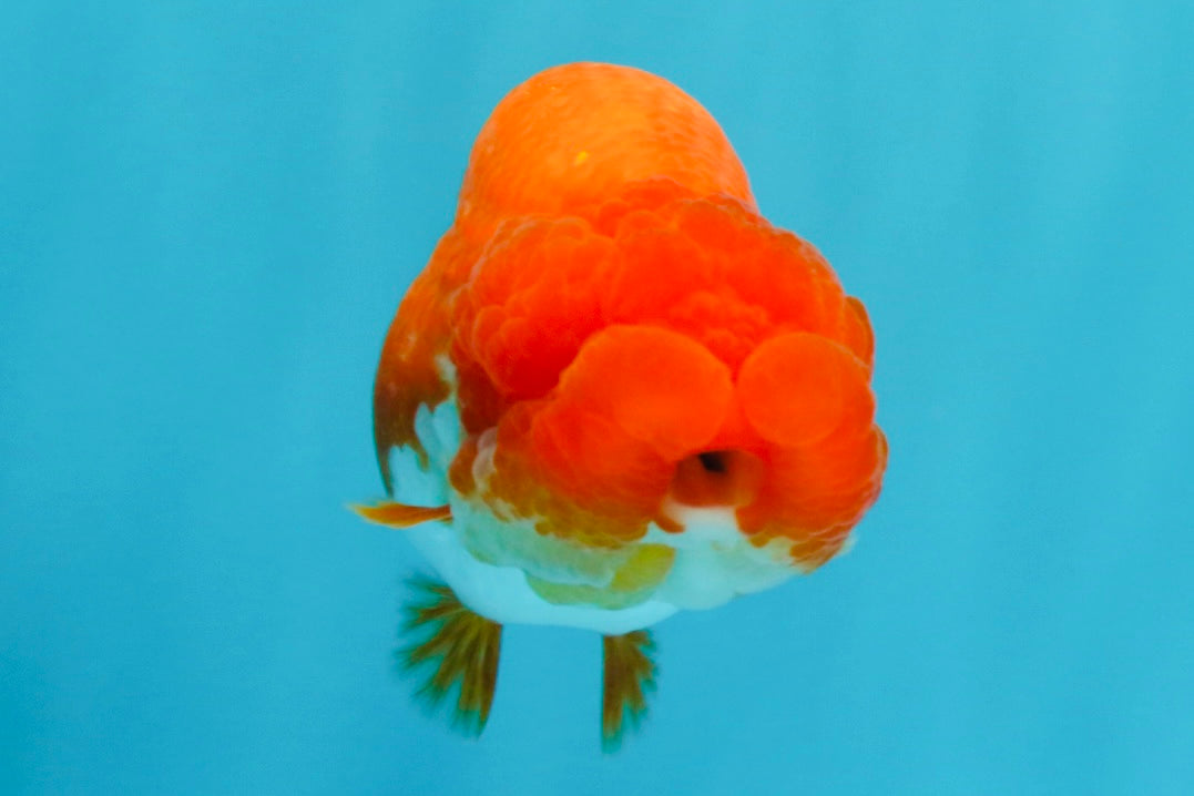 CHUBBY AAA Grade Red White LionQueen 4  inches #022026LC_16