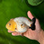 Chinese Sakura Ranchu Female 5-5.5 inches #041026RC_19