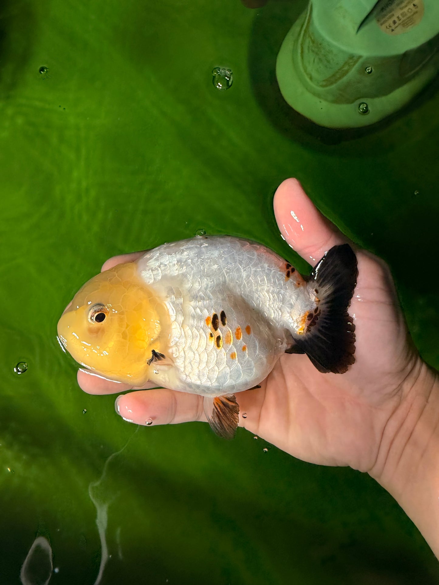 Chinese Sakura Ranchu Female 5-5.5 inches #041026RC_19