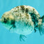 A Grade Tiger Blue Base Ranchu Female 4.5 inches #081426RC_21