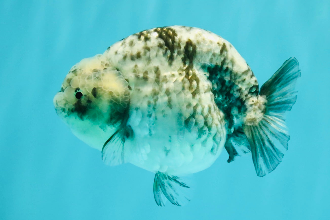 A Grade Tiger Blue Base Ranchu Female 4.5 inches #081426RC_21