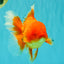 A Grade Red Oranda Male 6.5 inches #100926OR_19