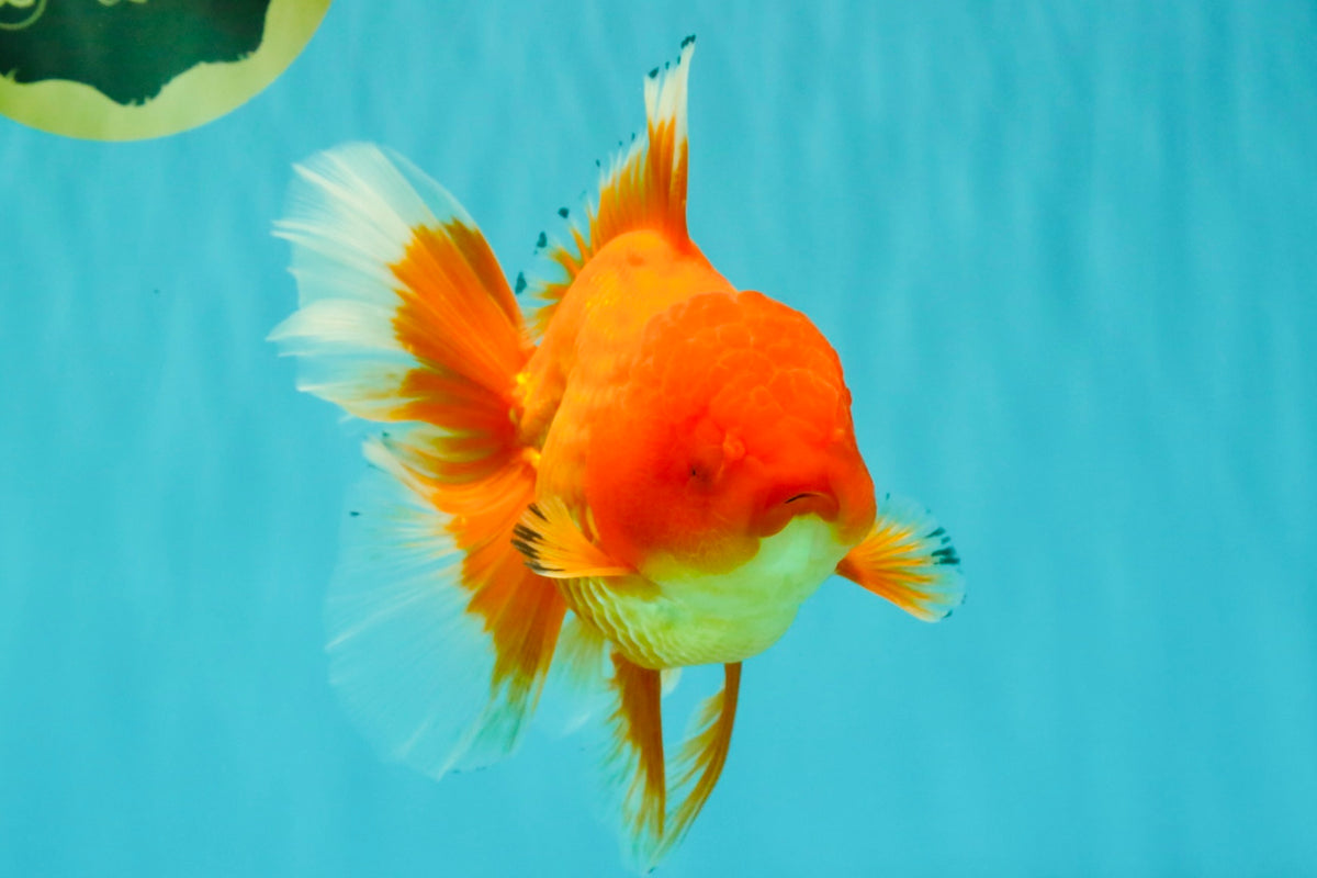 A Grade Red Oranda Male 6.5 inches #100926OR_19