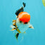 CHARLIE A Grade Tricolor Oranda Male 5.5 inches #032026OR_13