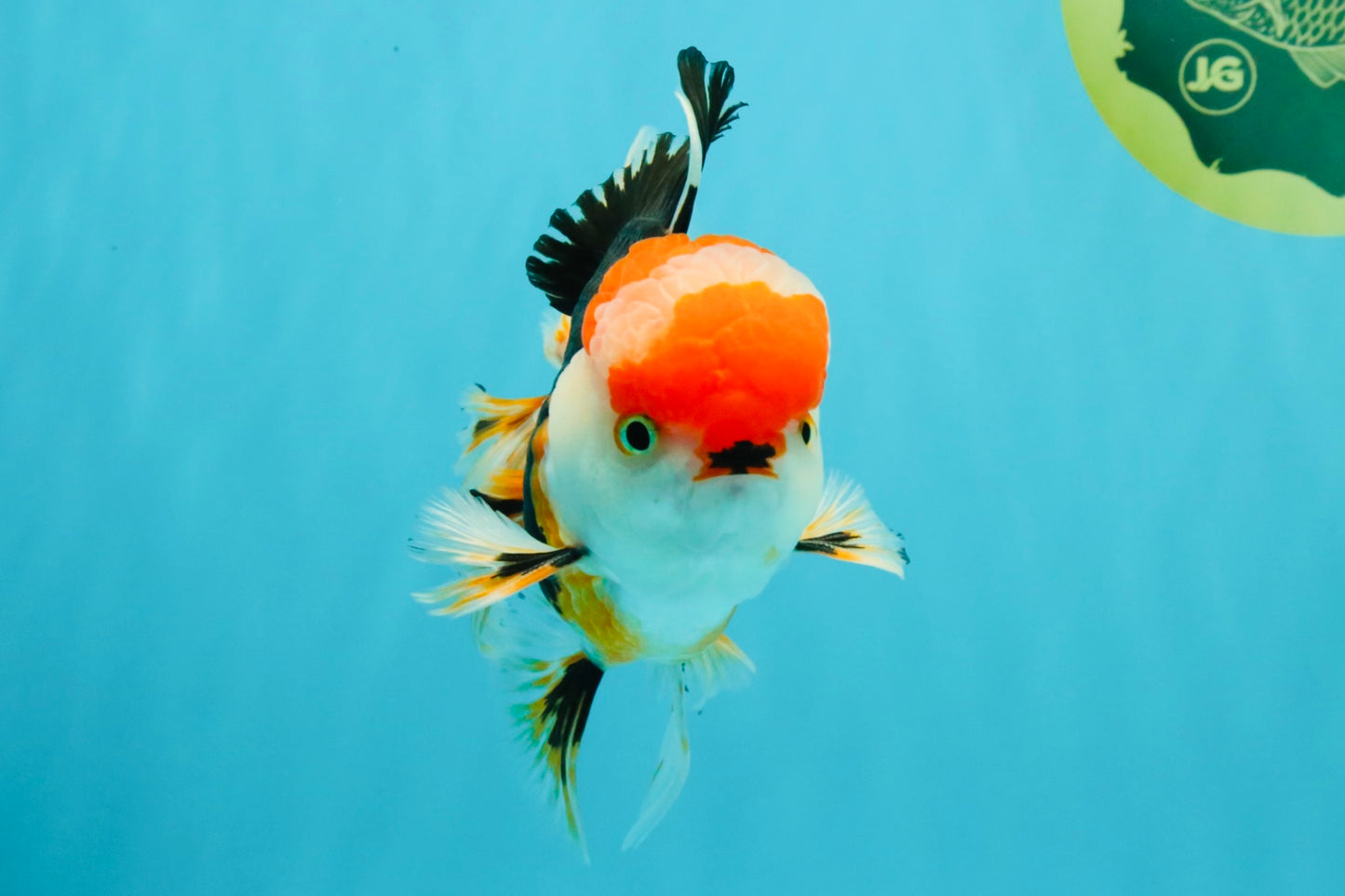 CHARLIE A Grade Tricolor Oranda Male 5.5 inches #032026OR_13