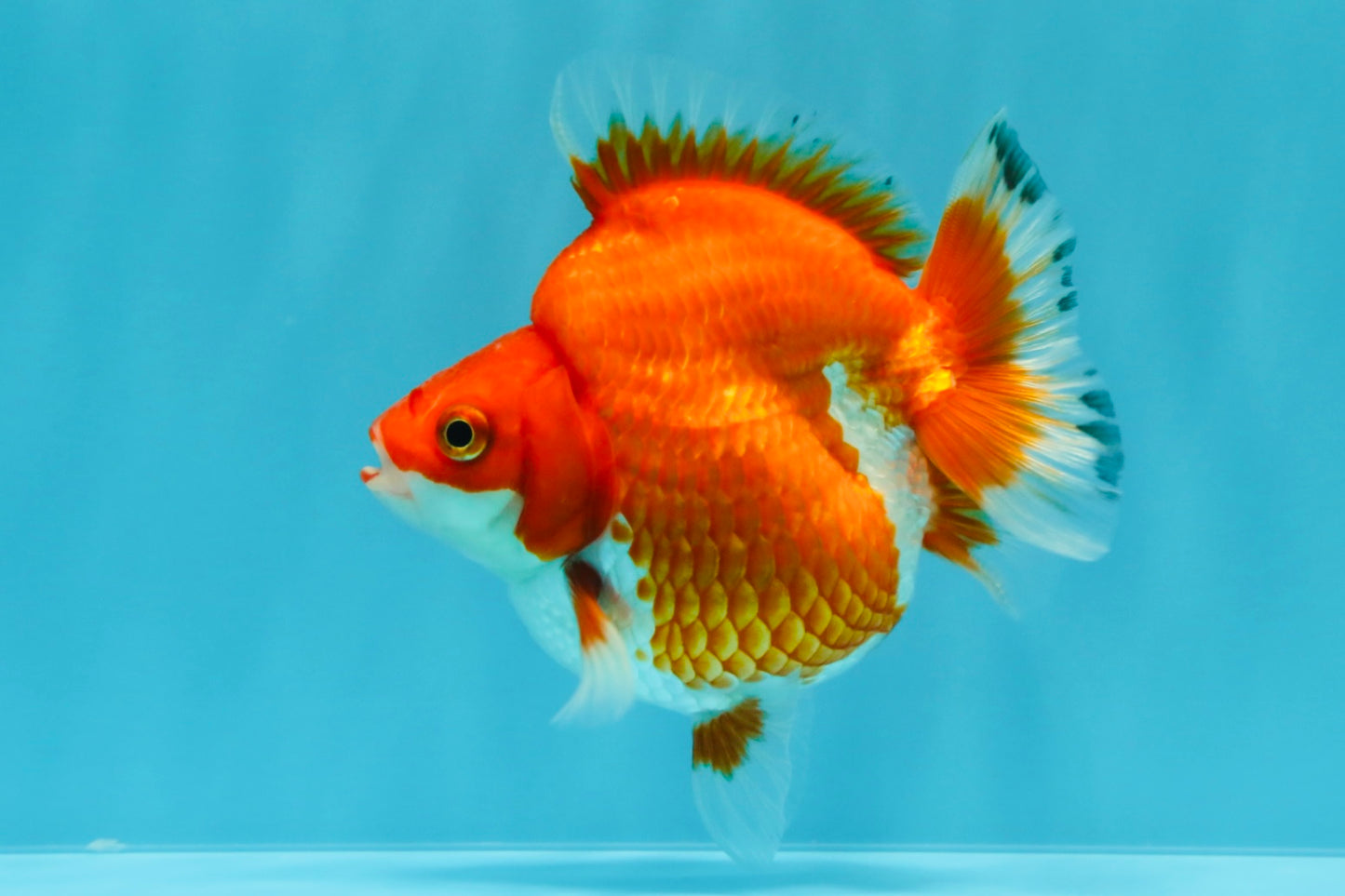 AAA Grade Red White Ryukin Female 4 inches #022726RK_18