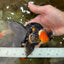 A Grade STUNNING Tricolor Oranda Male 5-5.5 inches #051625OR_23