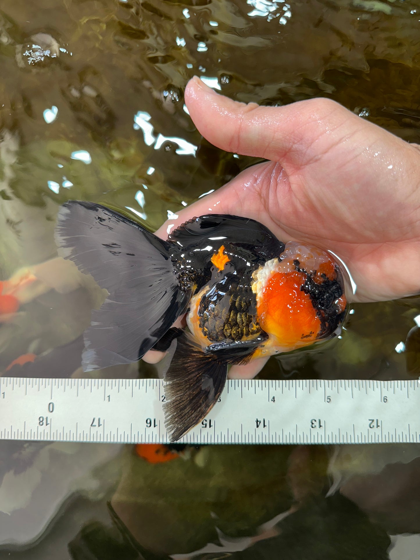 A Grade STUNNING Tricolor Oranda Male 5-5.5 inches #051625OR_23