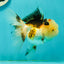 BULLDOG Jelly Wen Tricolor Oranda Female 5 inches #1018OR_18