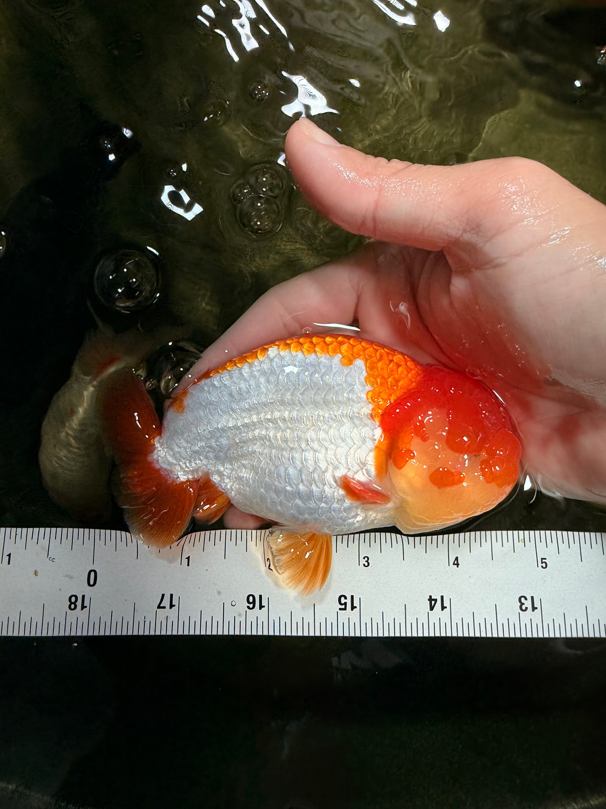 Red White Lionchu Male 4.5-5 Inches #100226LC_19