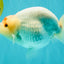 Red White Buffalo Ranchu Male 5.5-6 inches #100926RC_28