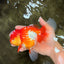 IRON MAN A Grade Red White Oranda Female 6-6.5 inches #080726OR_07