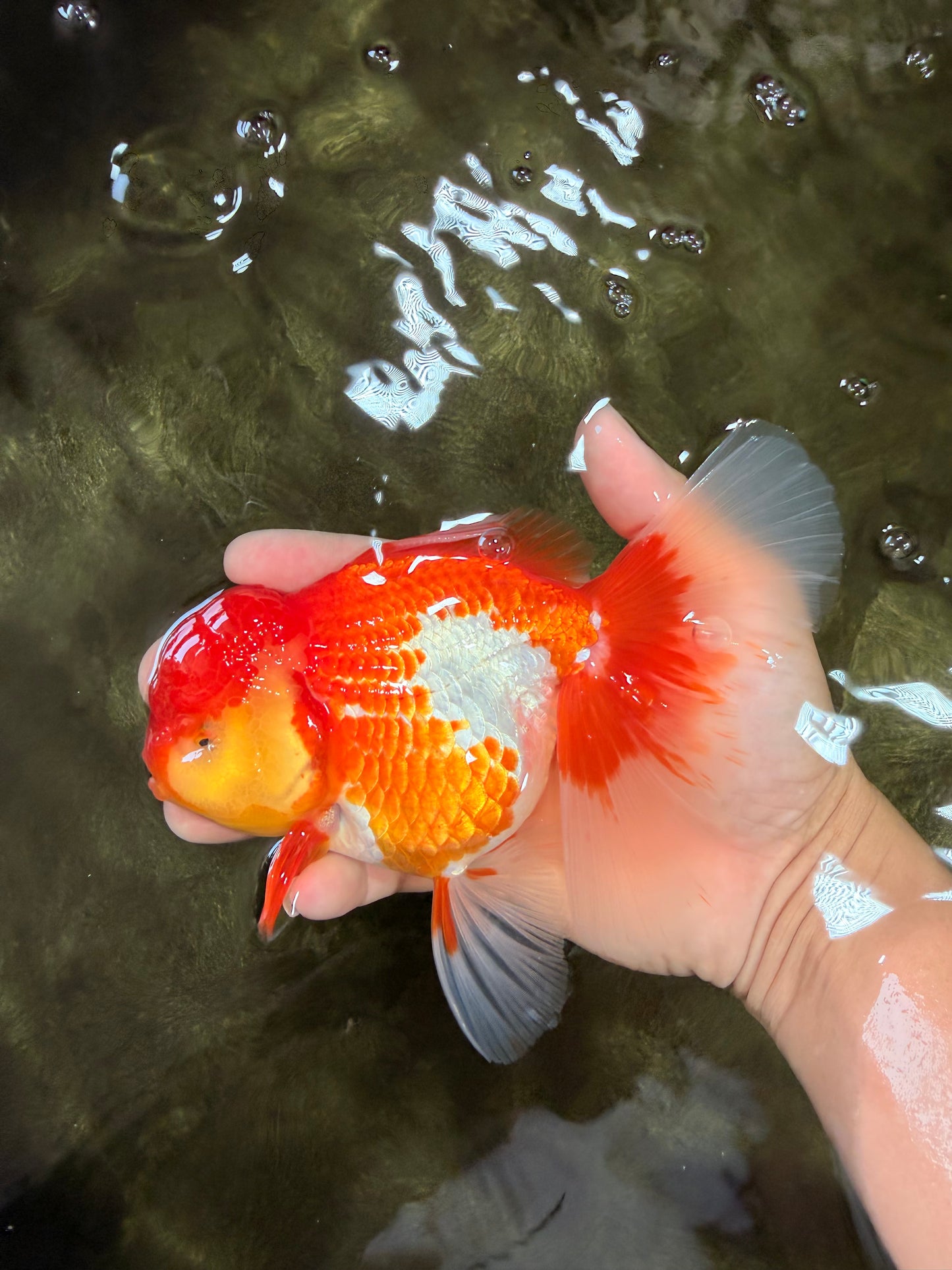 IRON MAN A Grade Red White Oranda Female 6-6.5 inches #080726OR_07