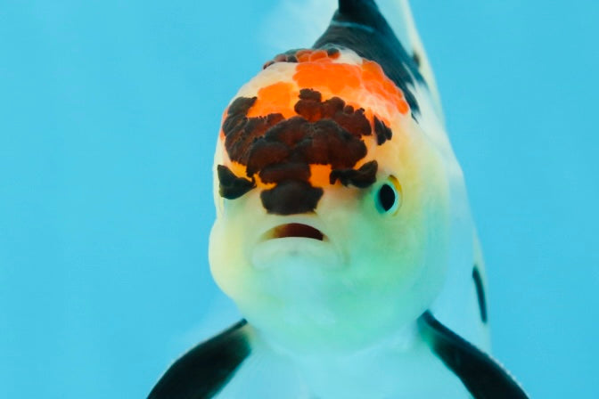 A Grade Angry Bird Tricolor Oranda Male 4.5-5 inches #053025OR_14