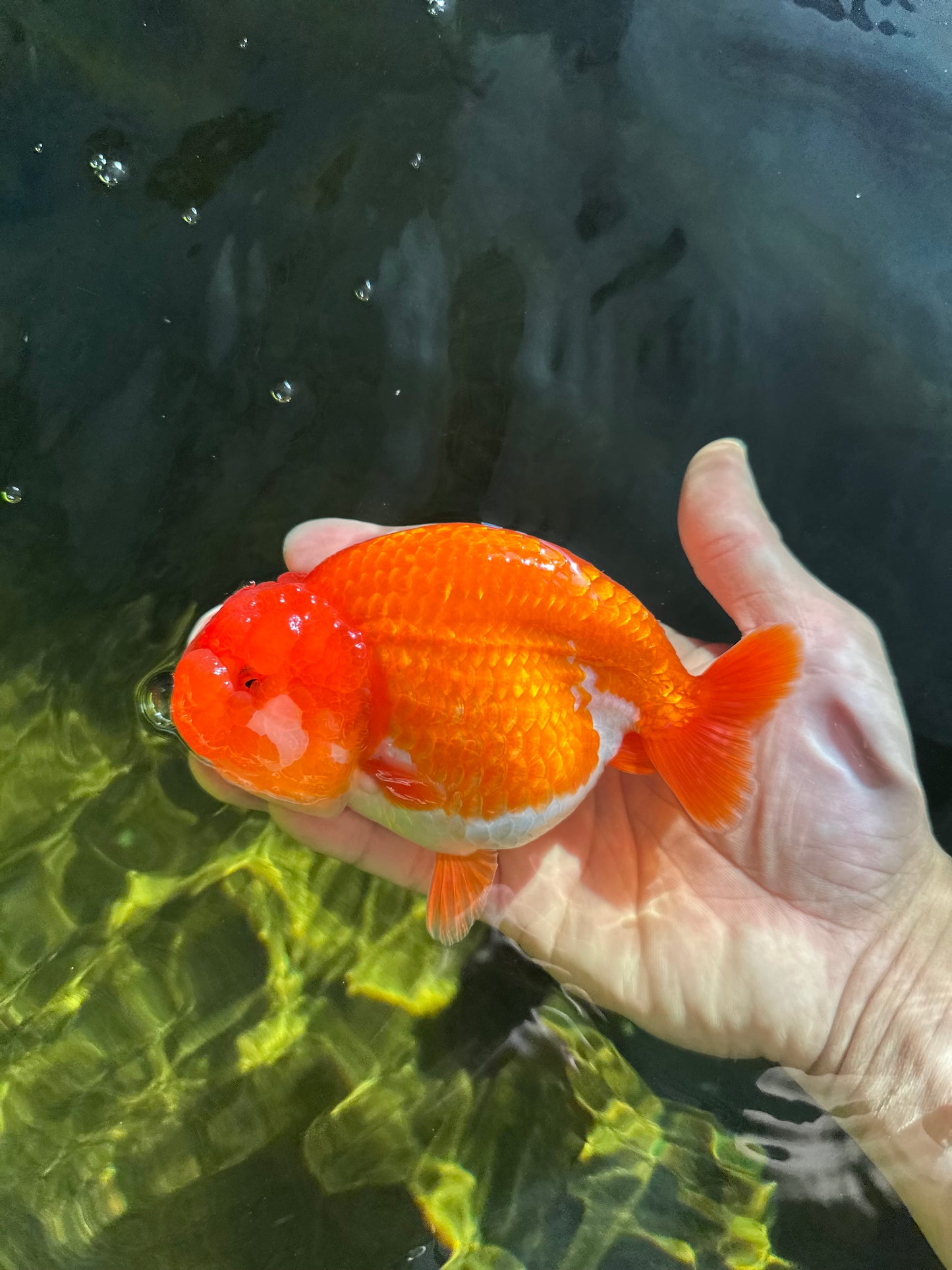AAA Grade Cherry Red White LionQueen 5 inches #050925LC_16