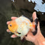 AAA Grade White Button Eyes Yuanbao Female 5.5 inches #062626YB_13
