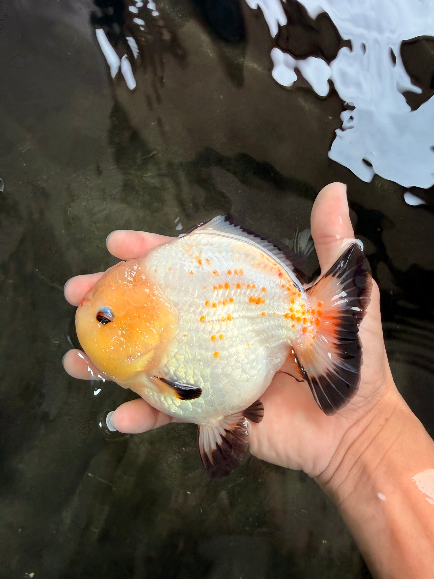 AAA Grade White Button Eyes Yuanbao Female 5.5 inches #062626YB_13