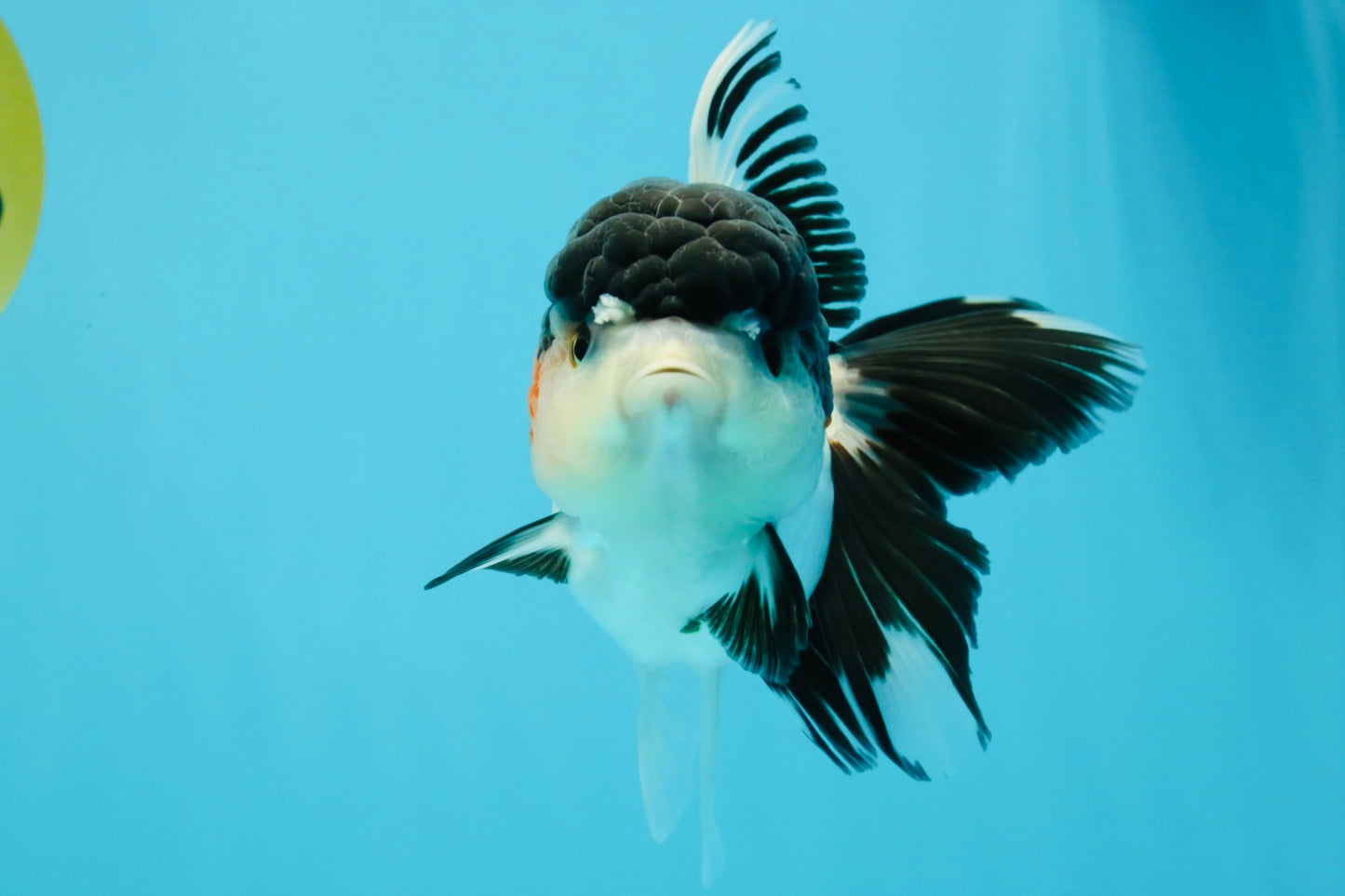 A Grade Tricolor Oranda Female 5.5 inches #022726OR_30