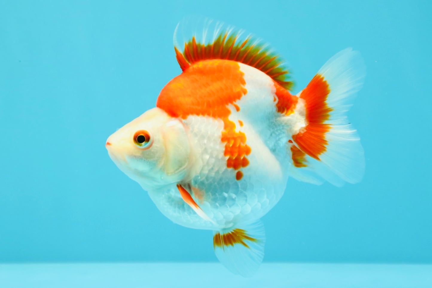 AAA Grade Red White Ryukin Female 4.5 inches #031326RK_31