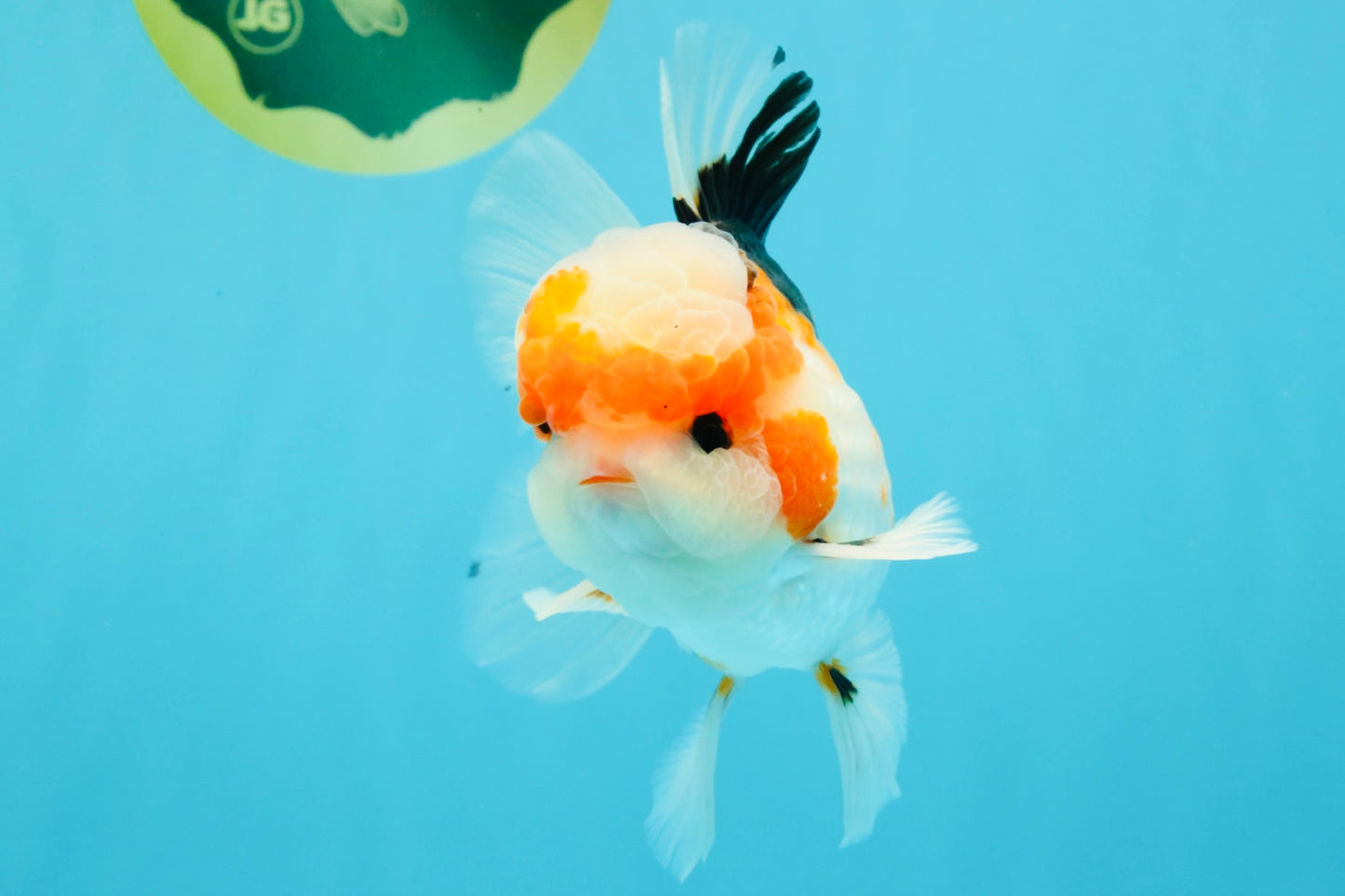 AAA Grade Tricolor Oranda Male 5.5 inches #030626OR_22