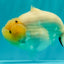 AAA Grade  Diamond Scale White Sakura Shark Ranchu Male 5.5 inches #100226RC_27