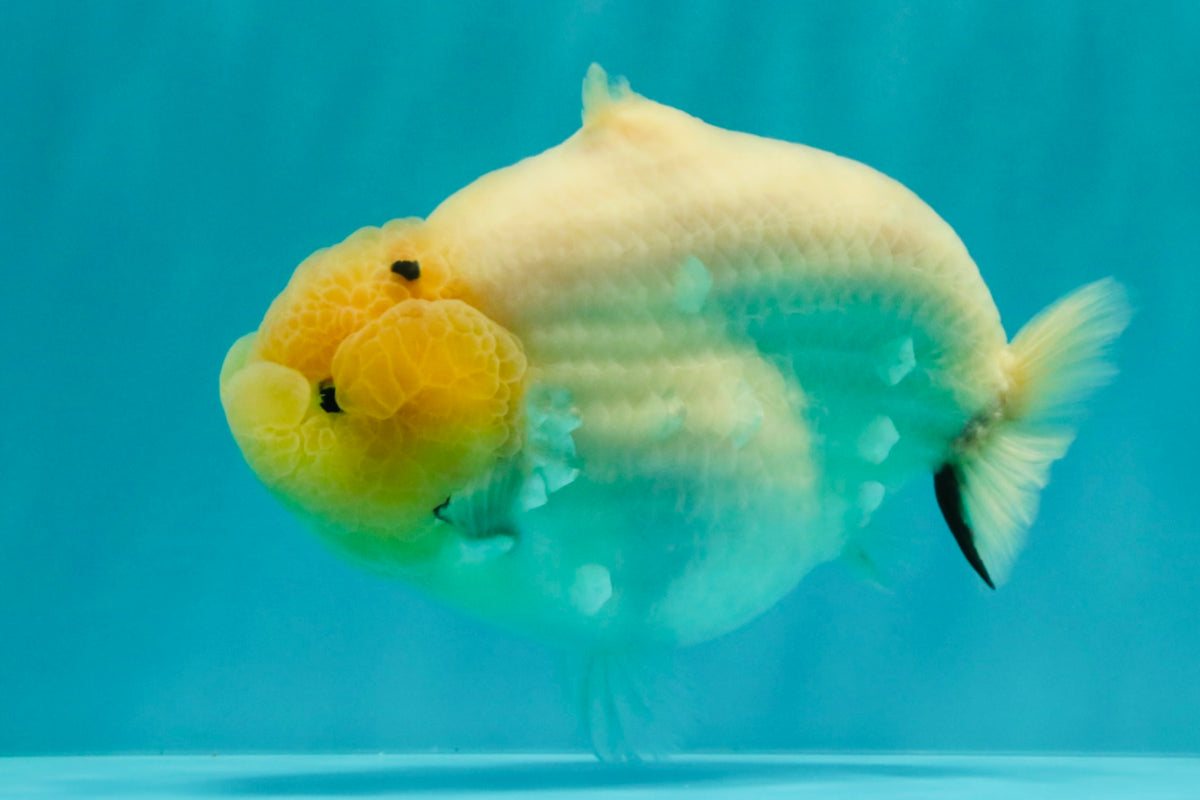 AAA Grade  Diamond Scale White Sakura Shark Ranchu Male 5.5 inches #100226RC_27